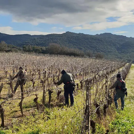 Vermentino مونتي