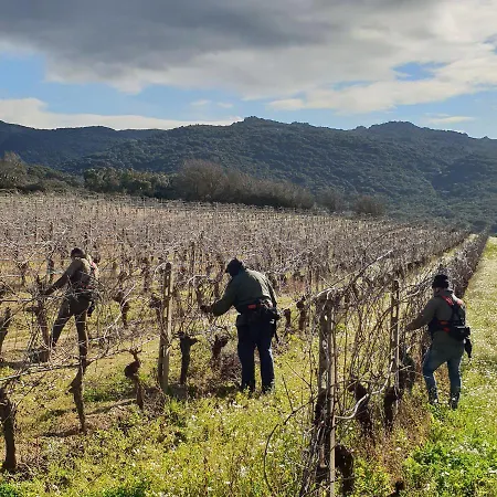 Vermentino Monti