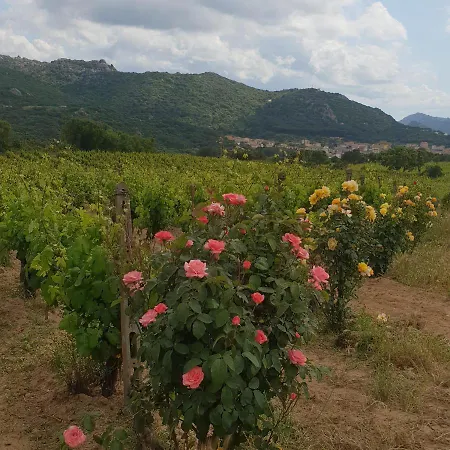 Vermentino Фермерский дом