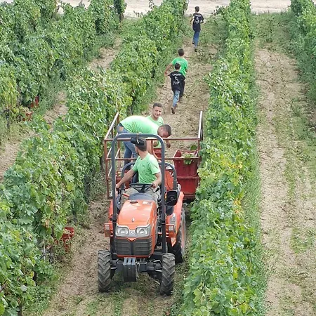 Vermentino Monti