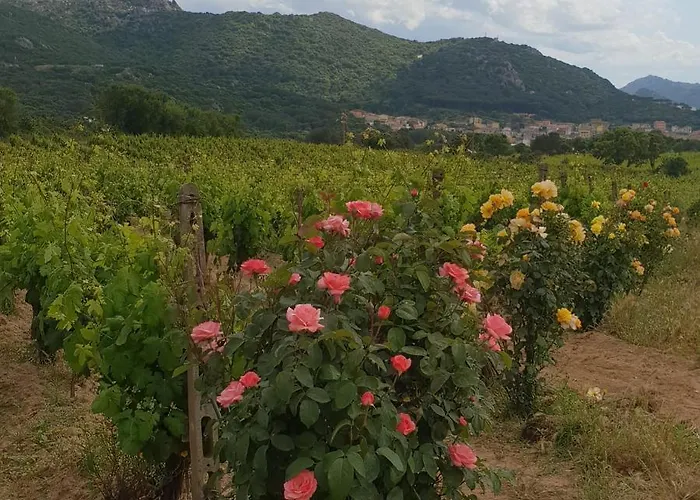 Vermentino Gospodarstwo agroturystyczne